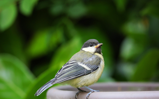 Birds perch on jars from Chrome web store to be run with OffiDocs Chromium online Birds perch on jars from Chrome web store to be run with OffiDocs Chromium online