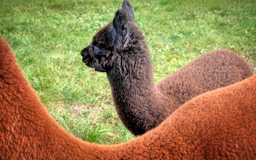 Black and brown alpaca from Chrome web store to be run with OffiDocs Chromium online Black and brown alpaca from Chrome web store to be run with OffiDocs Chromium online