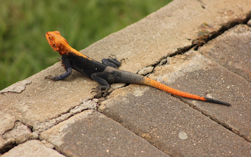 Black and orange lizard from Chrome web store to be run with OffiDocs Chromium online Black and orange lizard from Chrome web store to be run with OffiDocs Chromium online
