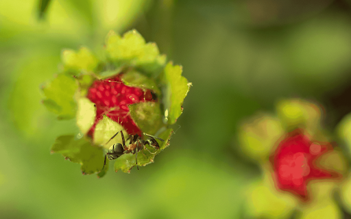 Black ant on red fruit from Chrome web store to be run with OffiDocs Chromium online Black ant on red fruit from Chrome web store to be run with OffiDocs Chromium online