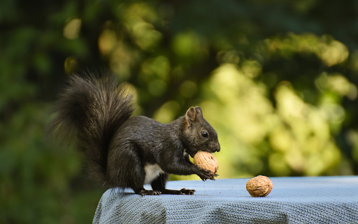 Black Squirrel and Walnut from Chrome web store to be run with OffiDocs Chromium online Black Squirrel and Walnut from Chrome web store to be run with OffiDocs Chromium online