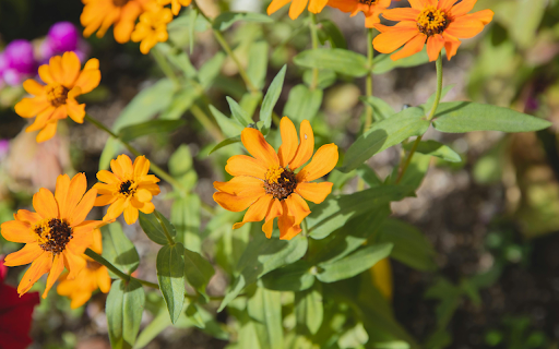 Blooming bush with zinnia flowers from Chrome web store to be run with OffiDocs Chromium online Blooming bush with zinnia flowers from Chrome web store to be run with OffiDocs Chromium online
