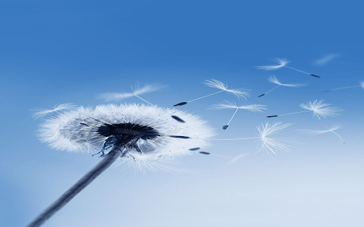 Blooming dandelion wallpaper from Chrome web store to be run with OffiDocs Chromium online Blooming dandelion wallpaper from Chrome web store to be run with OffiDocs Chromium online