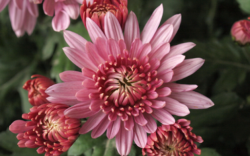 Blooming Red Pink Chrysanthemum from Chrome web store to be run with OffiDocs Chromium online Blooming Red Pink Chrysanthemum from Chrome web store to be run with OffiDocs Chromium online