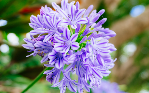 Blooming Small Purple Flower from Chrome web store to be run with OffiDocs Chromium online Blooming Small Purple Flower from Chrome web store to be run with OffiDocs Chromium online