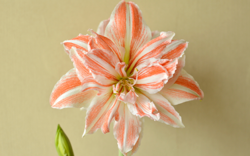 Blooming Soft White and Peach Lily from Chrome web store to be run with OffiDocs Chromium online Blooming Soft White and Peach Lily from Chrome web store to be run with OffiDocs Chromium online