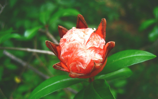 Blossom in Nature from Chrome web store to be run with OffiDocs Chromium online Blossom in Nature from Chrome web store to be run with OffiDocs Chromium online