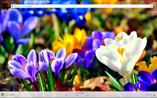 Blue Flower Colorful Crocus from Chrome web store to be run with OffiDocs Chromium online Blue Flower Colorful Crocus from Chrome web store to be run with OffiDocs Chromium online