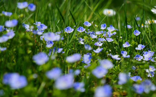 Blue flowers from Chrome web store to be run with OffiDocs Chromium online Blue flowers from Chrome web store to be run with OffiDocs Chromium online