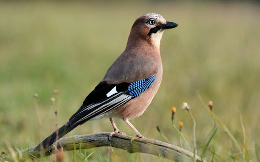 Blue Jay Theme – The Beauty of a Bold and Intelligent Bird from Chrome web store to be run with OffiDocs Chromium online Blue Jay Theme – The Beauty of a Bold and Intelligent Bird from Chrome web store to be run with OffiDocs Chromium online