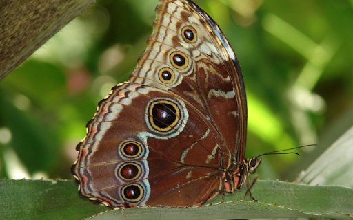 Blue Morpho Butterfly Wings from Chrome web store to be run with OffiDocs Chromium online Blue Morpho Butterfly Wings from Chrome web store to be run with OffiDocs Chromium online