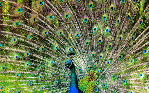 Blue peacock spreads its wings from Chrome web store to be run with OffiDocs Chromium online Blue peacock spreads its wings from Chrome web store to be run with OffiDocs Chromium online