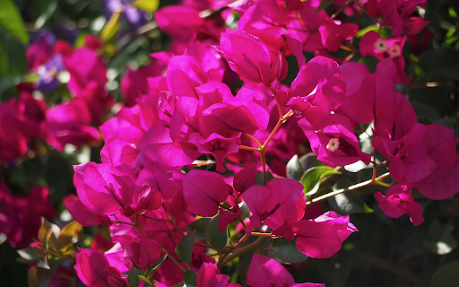 Bougainvillea in the sun from Chrome web store to be run with OffiDocs Chromium online Bougainvillea in the sun from Chrome web store to be run with OffiDocs Chromium online
