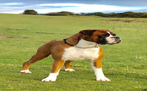 boxer dog wallpapers from Chrome web store to be run with OffiDocs Chromium online boxer dog wallpapers from Chrome web store to be run with OffiDocs Chromium online
