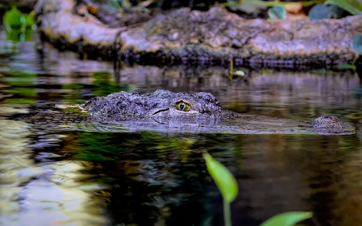 Brackish water monster from Chrome web store to be run with OffiDocs Chromium online Brackish water monster from Chrome web store to be run with OffiDocs Chromium online