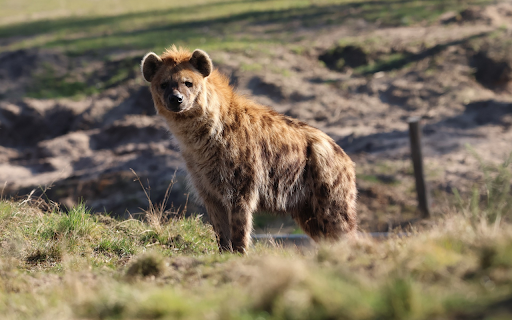 Brindle Hyena from Chrome web store to be run with OffiDocs Chromium online Brindle Hyena from Chrome web store to be run with OffiDocs Chromium online