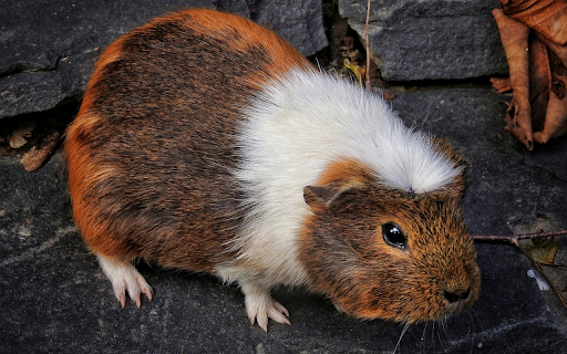 Brown and white hamster from Chrome web store to be run with OffiDocs Chromium online Brown and white hamster from Chrome web store to be run with OffiDocs Chromium online