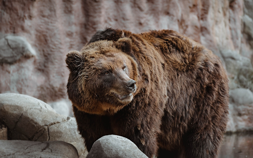 Brown bear by the rocky stream from Chrome web store to be run with OffiDocs Chromium online Brown bear by the rocky stream from Chrome web store to be run with OffiDocs Chromium online