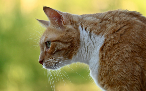 Brown cat from Chrome web store to be run with OffiDocs Chromium online Brown cat from Chrome web store to be run with OffiDocs Chromium online