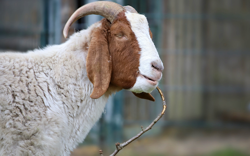 Brown faced goat from Chrome web store to be run with OffiDocs Chromium online Brown faced goat from Chrome web store to be run with OffiDocs Chromium online