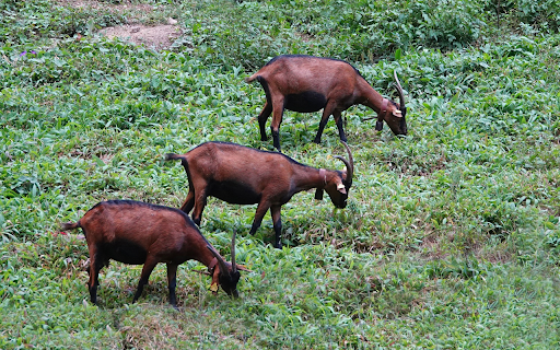 Brown goats with long horns from Chrome web store to be run with OffiDocs Chromium online Brown goats with long horns from Chrome web store to be run with OffiDocs Chromium online