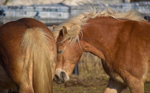 Brown horses from Chrome web store to be run with OffiDocs Chromium online Brown horses from Chrome web store to be run with OffiDocs Chromium online