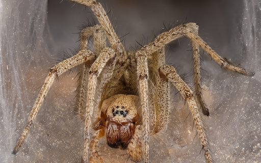 Brown Long Legged Spider from Chrome web store to be run with OffiDocs Chromium online Brown Long Legged Spider from Chrome web store to be run with OffiDocs Chromium online