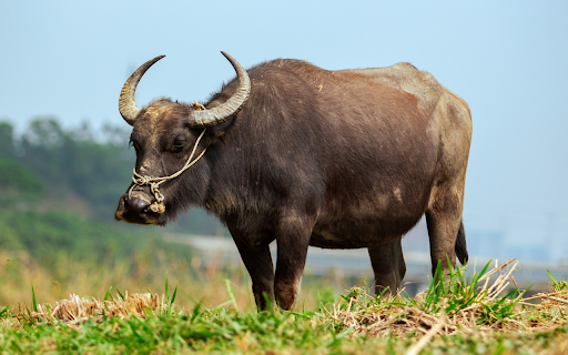 Buffalo in the field from Chrome web store to be run with OffiDocs Chromium online Buffalo in the field from Chrome web store to be run with OffiDocs Chromium online