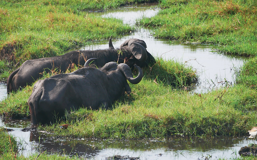 Buffalo lagoon from Chrome web store to be run with OffiDocs Chromium online Buffalo lagoon from Chrome web store to be run with OffiDocs Chromium online