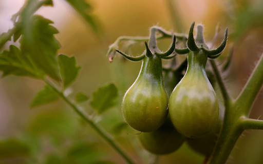 Bunches of green tomatoes from Chrome web store to be run with OffiDocs Chromium online Bunches of green tomatoes from Chrome web store to be run with OffiDocs Chromium online