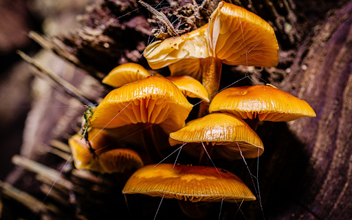 Bunch of yellow mushrooms from Chrome web store to be run with OffiDocs Chromium online Bunch of yellow mushrooms from Chrome web store to be run with OffiDocs Chromium online