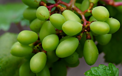 Bunch of Young Green Grapes from Chrome web store to be run with OffiDocs Chromium online Bunch of Young Green Grapes from Chrome web store to be run with OffiDocs Chromium online