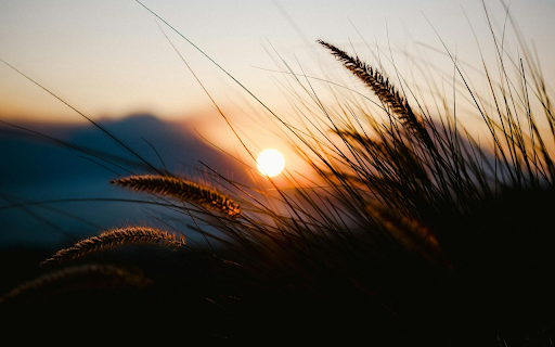 Bush flowers from Chrome web store to be run with OffiDocs Chromium online Bush flowers from Chrome web store to be run with OffiDocs Chromium online