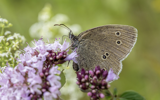 Butterflies suck nectar from flowers from Chrome web store to be run with OffiDocs Chromium online Butterflies suck nectar from flowers from Chrome web store to be run with OffiDocs Chromium online