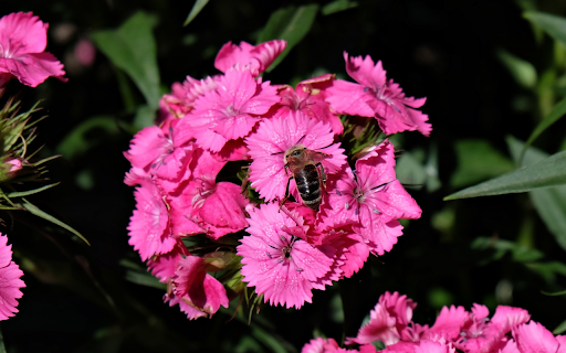 butterfly flower and bee from Chrome web store to be run with OffiDocs Chromium online butterfly flower and bee from Chrome web store to be run with OffiDocs Chromium online