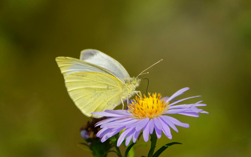 Butterfly On Aster from Chrome web store to be run with OffiDocs Chromium online Butterfly On Aster from Chrome web store to be run with OffiDocs Chromium online