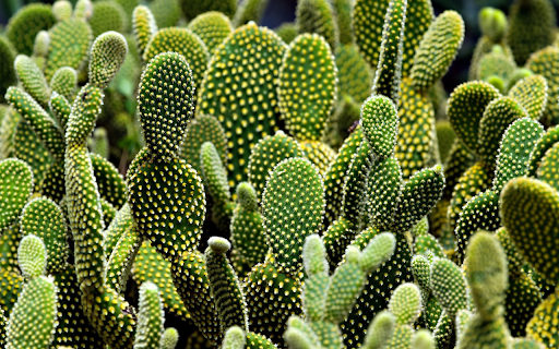 Cactus garden from Chrome web store to be run with OffiDocs Chromium online Cactus garden from Chrome web store to be run with OffiDocs Chromium online