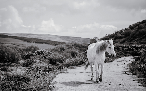 Camargure Horse Walks a Lonely Road from Chrome web store to be run with OffiDocs Chromium online Camargure Horse Walks a Lonely Road from Chrome web store to be run with OffiDocs Chromium online