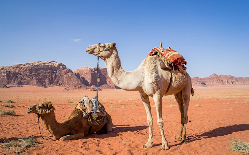 Camel in the desert from Chrome web store to be run with OffiDocs Chromium online Camel in the desert from Chrome web store to be run with OffiDocs Chromium online