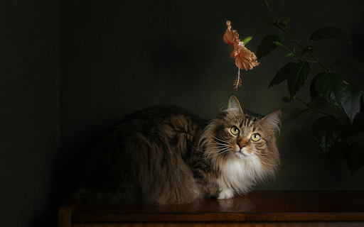 Cat admiring flowers from Chrome web store to be run with OffiDocs Chromium online Cat admiring flowers from Chrome web store to be run with OffiDocs Chromium online