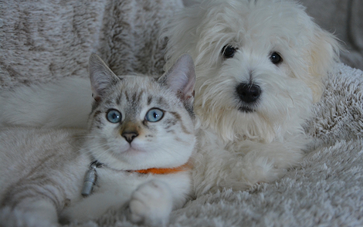 Cats and dogs love each other from Chrome web store to be run with OffiDocs Chromium online Cats and dogs love each other from Chrome web store to be run with OffiDocs Chromium online