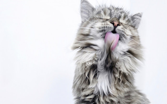 Cat Screen Cleaner from Chrome web store to be run with OffiDocs Chromium online Cat Screen Cleaner from Chrome web store to be run with OffiDocs Chromium online