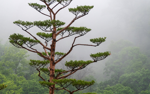 Cedrus tree from Chrome web store to be run with OffiDocs Chromium online Cedrus tree from Chrome web store to be run with OffiDocs Chromium online