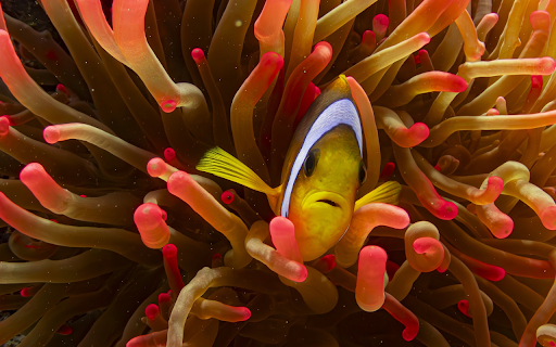 Charming clownfish from Chrome web store to be run with OffiDocs Chromium online Charming clownfish from Chrome web store to be run with OffiDocs Chromium online