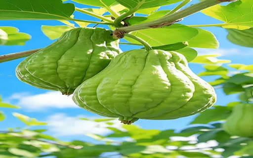 chayote wallpaper from Chrome web store to be run with OffiDocs Chromium online chayote wallpaper from Chrome web store to be run with OffiDocs Chromium online