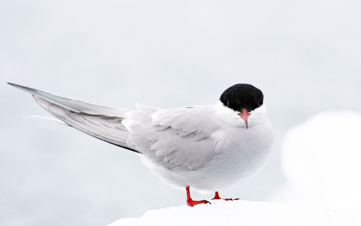 Chickaree from Chrome web store to be run with OffiDocs Chromium online Chickaree from Chrome web store to be run with OffiDocs Chromium online