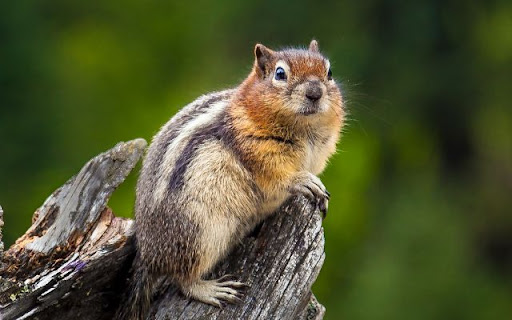 Chipmunk Theme – The Lively Explorer of the Forest from Chrome web store to be run with OffiDocs Chromium online Chipmunk Theme – The Lively Explorer of the Forest from Chrome web store to be run with OffiDocs Chromium online