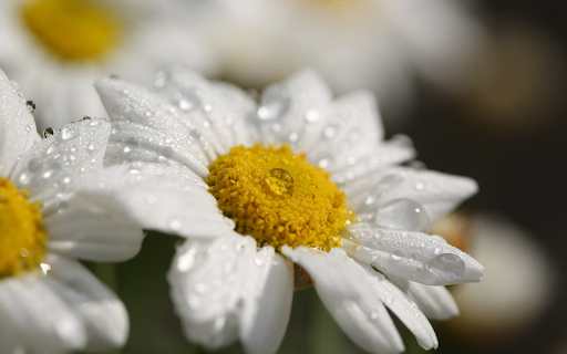 Chrysanthemums bloom from Chrome web store to be run with OffiDocs Chromium online Chrysanthemums bloom from Chrome web store to be run with OffiDocs Chromium online