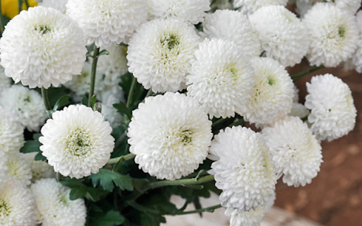 Chrysanthemum White from Chrome web store to be run with OffiDocs Chromium online Chrysanthemum White from Chrome web store to be run with OffiDocs Chromium online