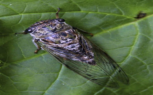 cicada wallpaper from Chrome web store to be run with OffiDocs Chromium online cicada wallpaper from Chrome web store to be run with OffiDocs Chromium online